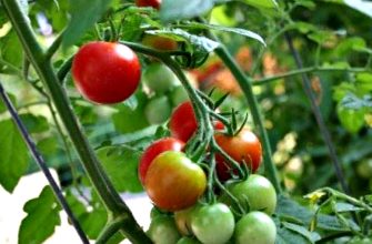 томаты в теплице