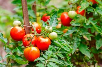 томаты уход