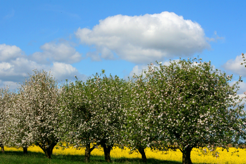цветущие яблони