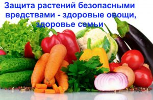 здоровые овощи
