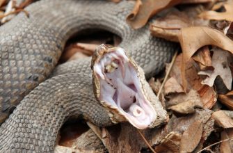 Змея и её зубы