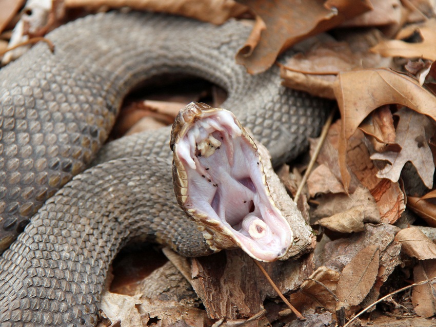 Змея и её зубы