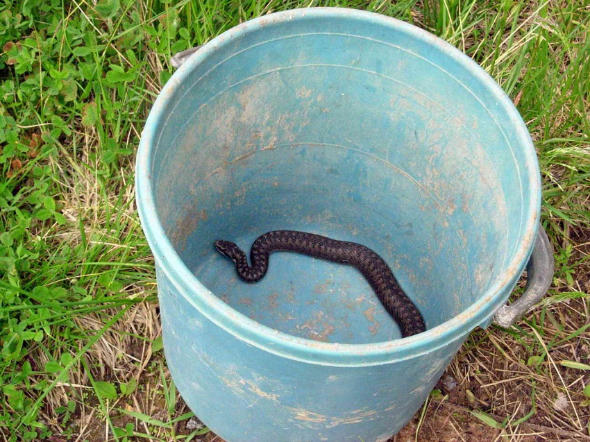Змея на даче или частном земельном участке: что делать и как избавиться?
