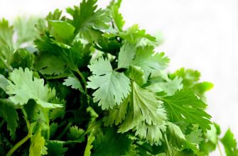 Петрушка и семена