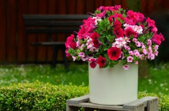 Получение семян петунии