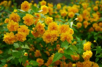 керия японская