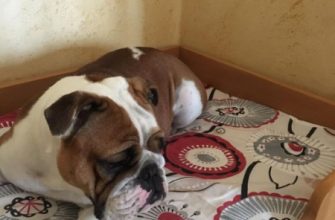 Лежанка для собаки