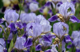 Как проводится пересадка ирисов