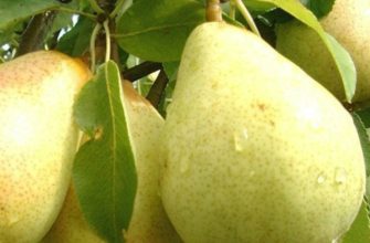 ароматная груша