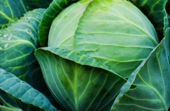 вредители капусты