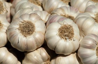 озимый чеснок