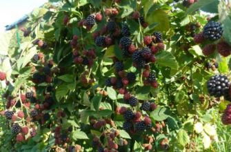 ежевика летом