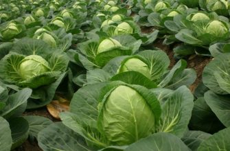 грядка капусты