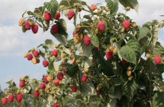 работы в саду