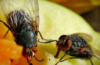 Мухи - назойливые насекомые