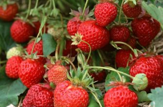 ягоды клубники