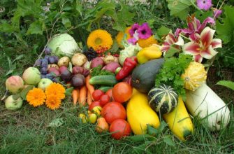 Огород в августе