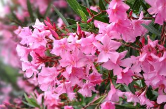 олеандр экзотическое растение