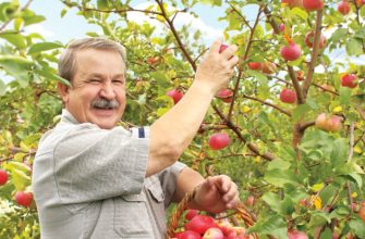 Сад в августе