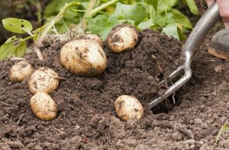 ранний картофель