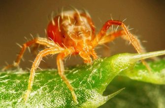 Паутинный клещ