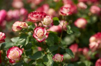 подкормка роз осенью