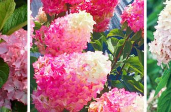 лучшие гортензии для садаа