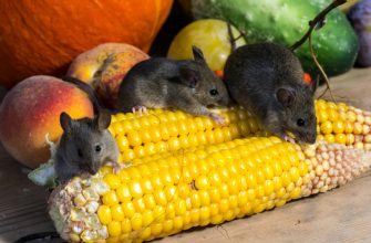 Мыши на даче