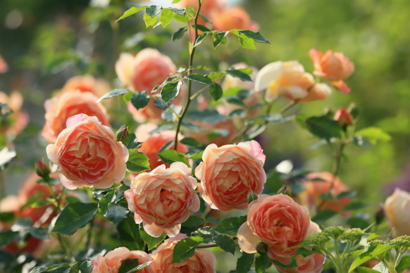 Осенняя подкормка роз для роскошного цветения