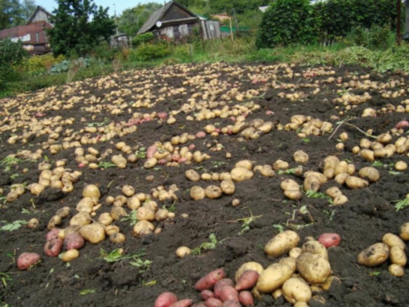 Отменный урожай картошки