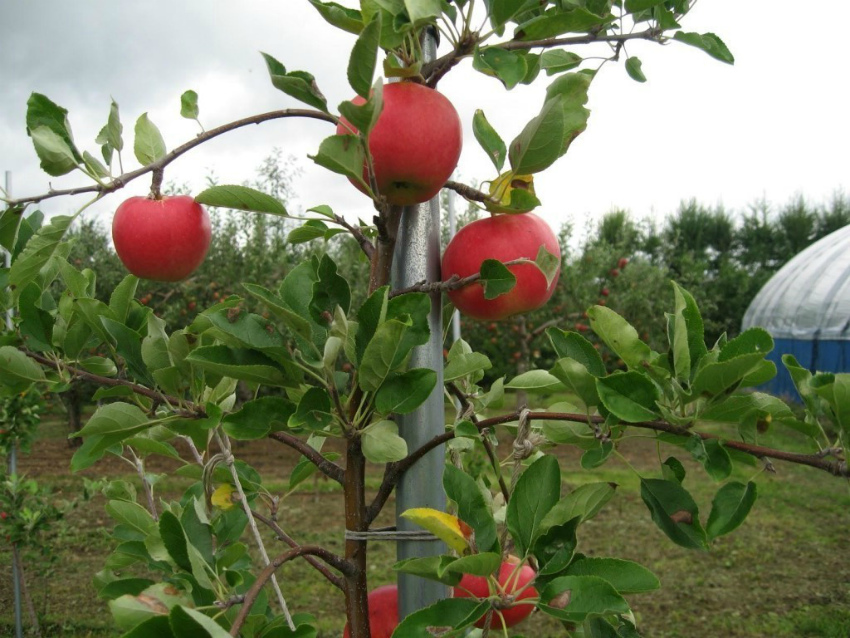 Плодоносящие деревья яблони