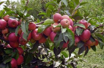 Плодоносяшие деревья