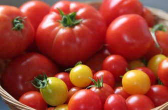 Сорта томатов