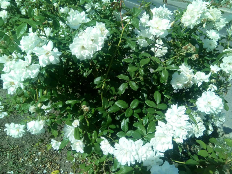 Белые розы осенью