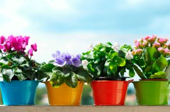 Комнатные растения