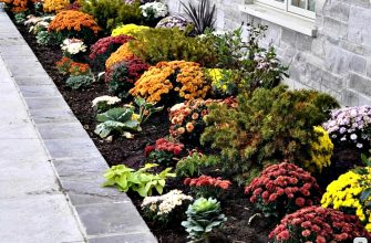 Многолетние цветы на осенней клумбе