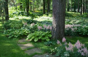Тенелюбивые растения в саду