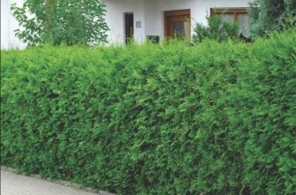 Живая изгородь