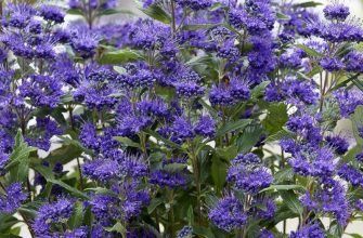 Кариоптерис