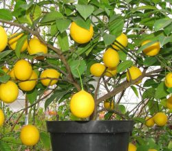 Лимон в теплице