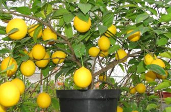 Лимон в теплице