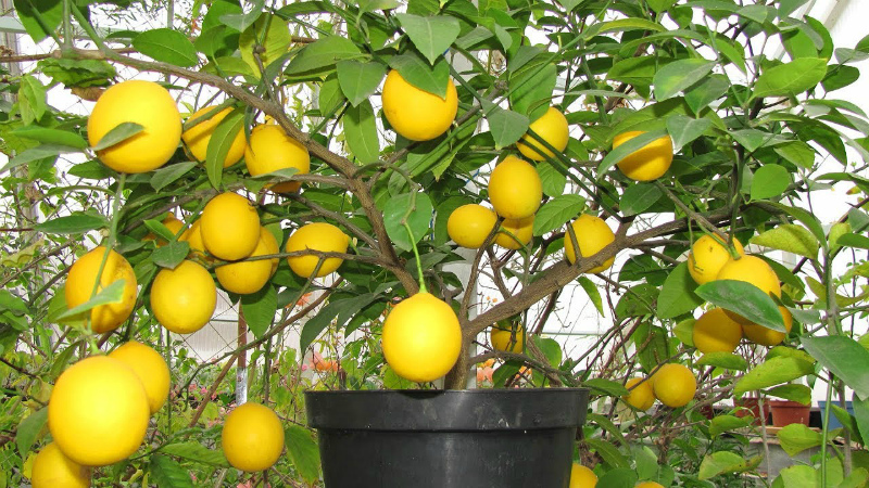 Лимон в теплице