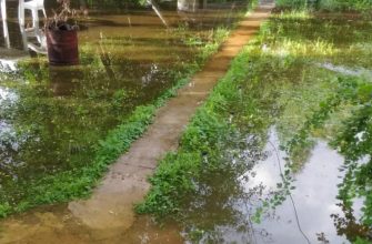 осушение с помощью растений