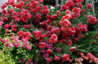 Плетистая роза