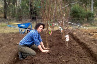 Посадка деревьев