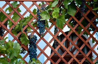 Шпалера своими руками