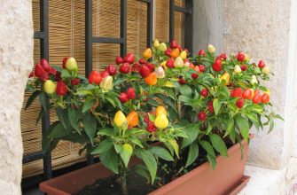 Сладкий перец на подоконнике