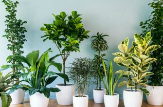 Удобрения для комнатных растений