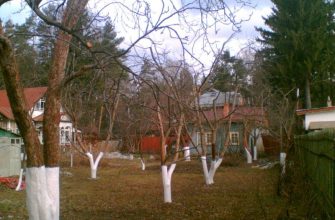 Зачем белят деревья