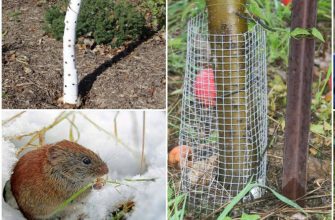 Защитить яблони от грызунов